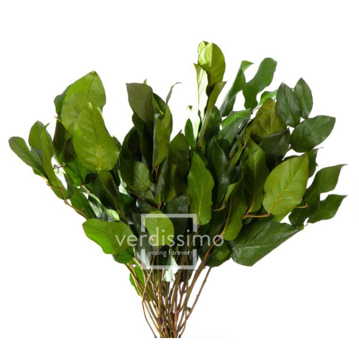 SALAL TIPS PRESERVADO SAL/01022
