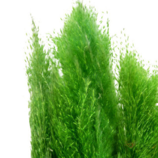 CORTADERIA VERDE OSCURO 1201