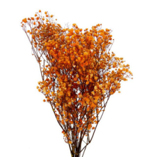 GYPSOPHILA PRESERVADO SALMON1