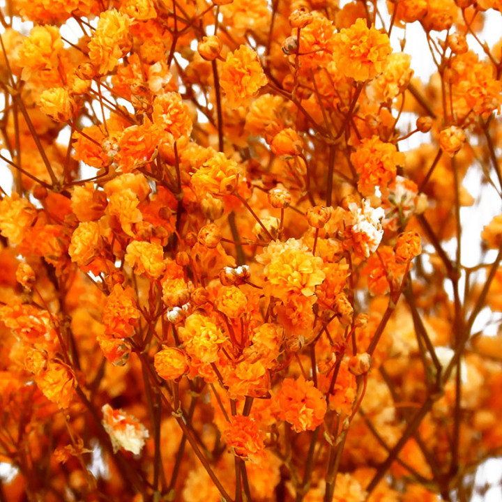 GYPSOPHILA PRESERVADO SALMON2