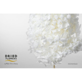 DRIED HORTENSIA PRESERVADA ANNA BLANCA1