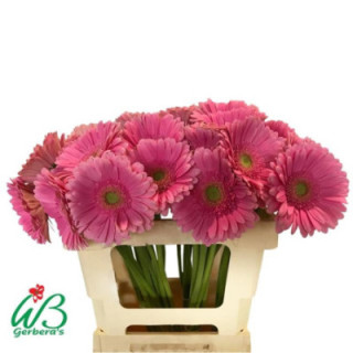 GERBERA GLOSSY 50 X151