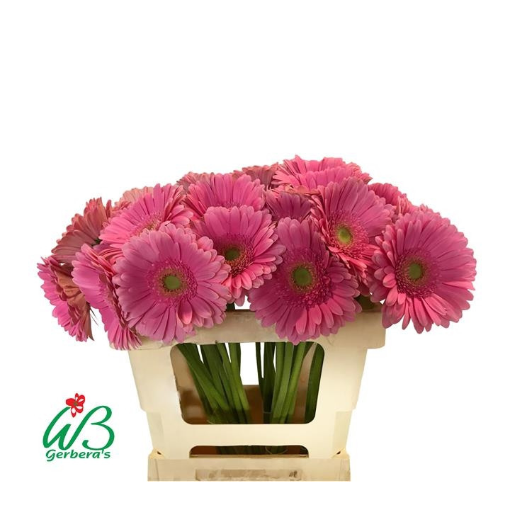 GERBERA GLOSSY 50 X151