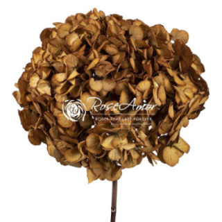 HORTENSIA PRESERVADA TOFF 021