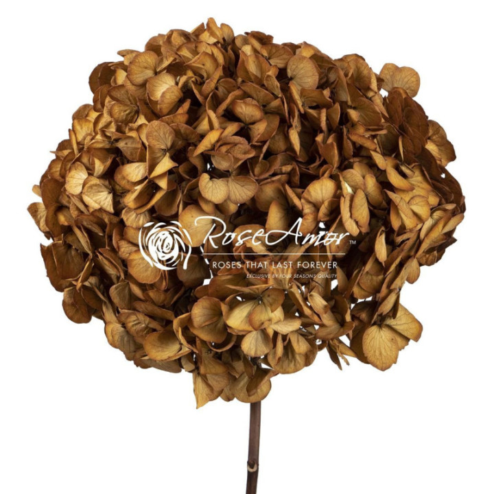 HORTENSIA PRESERVADA TOFF 021
