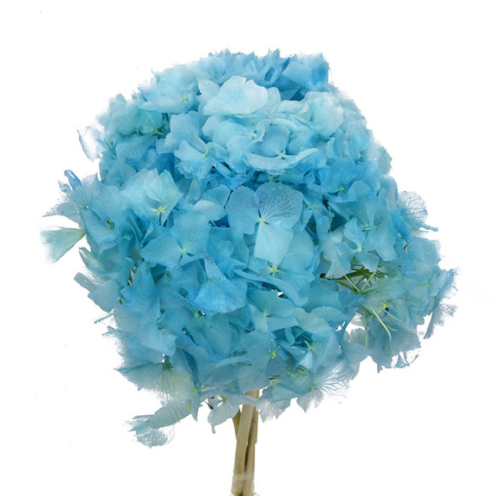 HORTENSIA PRESERVADA AZUL CLARO1