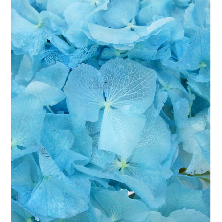 HORTENSIA PRESERVADA AZUL CLARO2