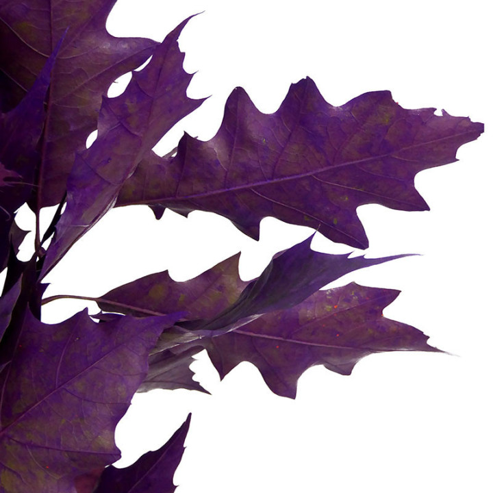 QUERCUS LILA1