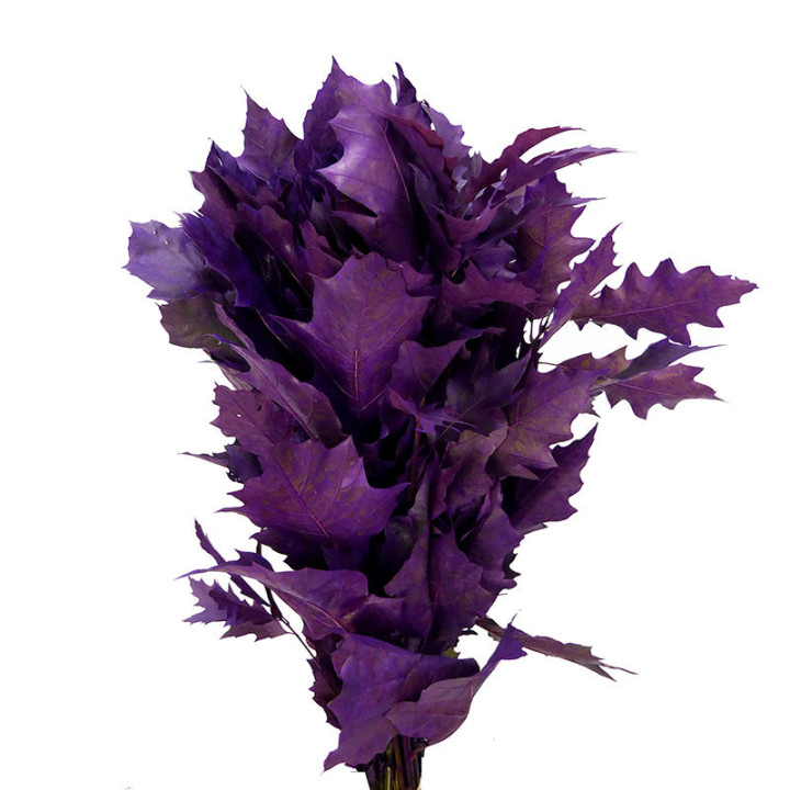 QUERCUS LILA2