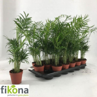 PL. CHAMAEDORA ELEGANS 50CM X181