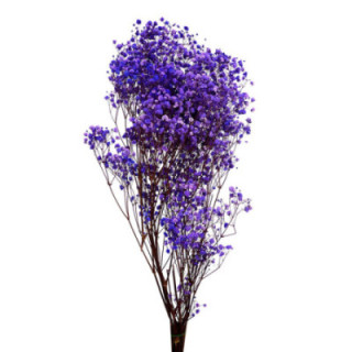 GYPSOPHILA PRESERVADO MORADO1