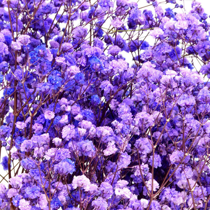 GYPSOPHILA PRESERVADO MORADO2