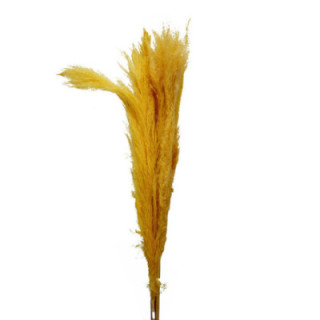CORTADERIA AMARILLO CLARO 1201