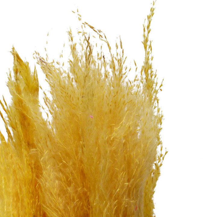 CORTADERIA AMARILLO CLARO 1202