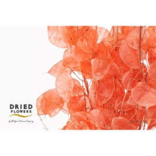 DRIED LUNARIA PRESERVADO SALMON1