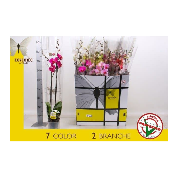 PL. PHALAENOPSIS MIXTA 7KL 2T 80CM X121