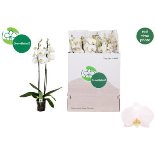 PL. PHALAENOPSIS WHITE 2T 75CM X121