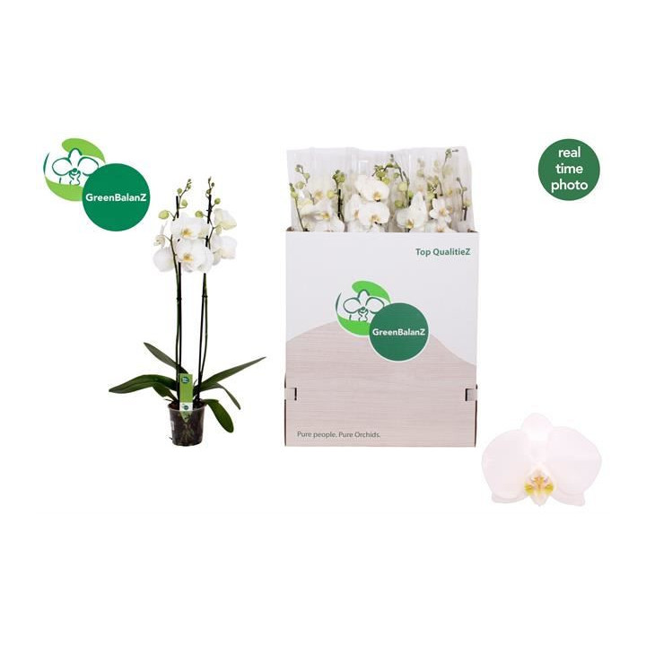 PL. PHALAENOPSIS WHITE 2T 75CM X121