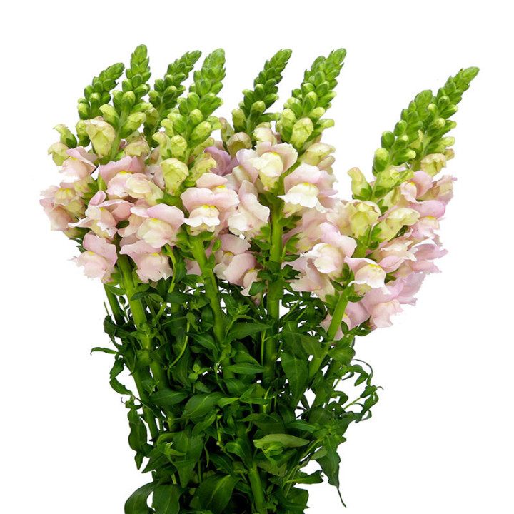 ANTIRRINO ANTIBES PINK 751