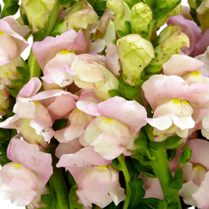 ANTIRRINO ANTIBES PINK 752