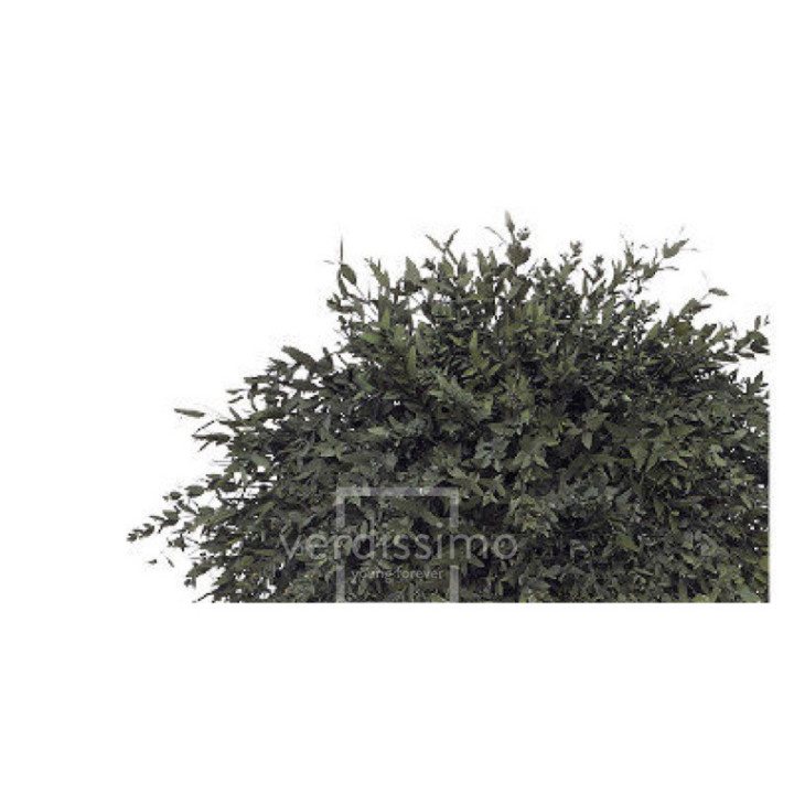 EUCALIPTUS PARVIFOLIA PRESERVADO PAR/01041