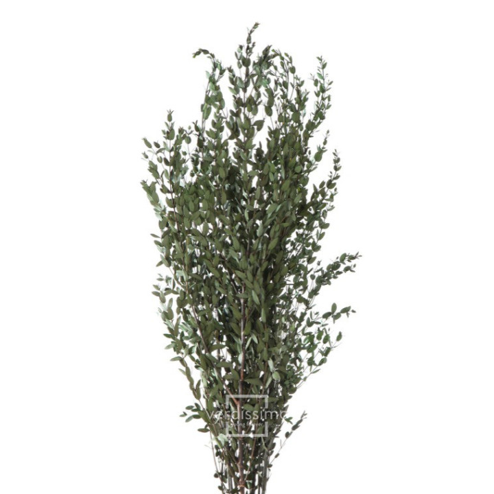 EUCALIPTUS PARVIFOLIA PRESERVADO PAR/01042