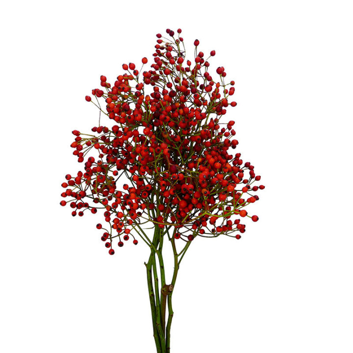 ROZEN RED CASCADE 501