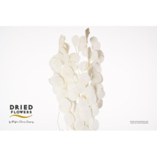 DRIED EUCALYPTUS CINEREA PRESERVADO BLANCO1