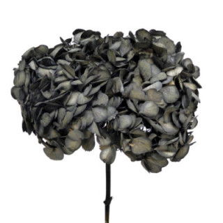 HORTENSIA PRESERVADA BLACK 021