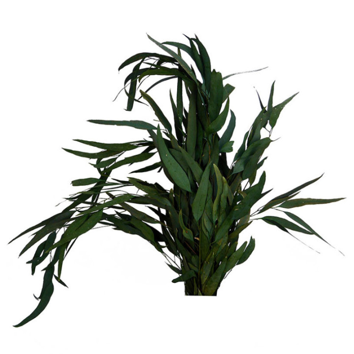 EUCALIPTUS PRESERVADO WILLOW1