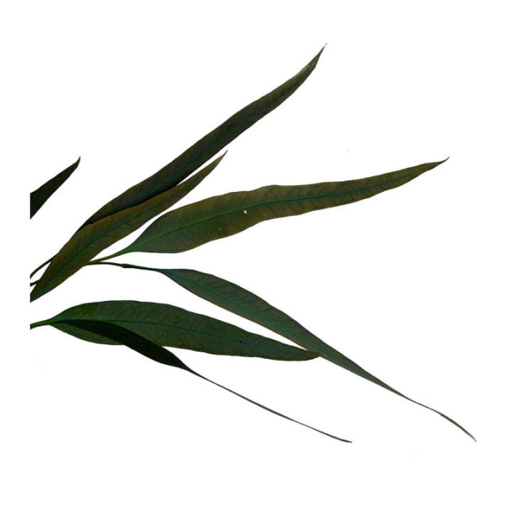 EUCALIPTUS PRESERVADO WILLOW2