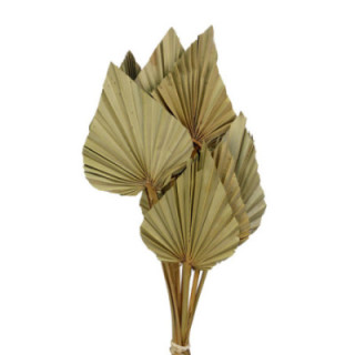 PALMITO SPEAR KING XL 110CM1