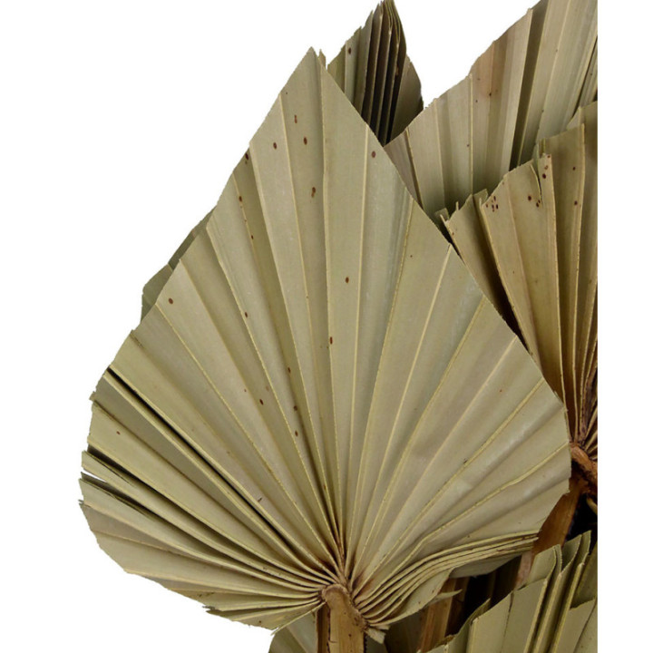 PALMITO SPEAR KING XL 110CM2