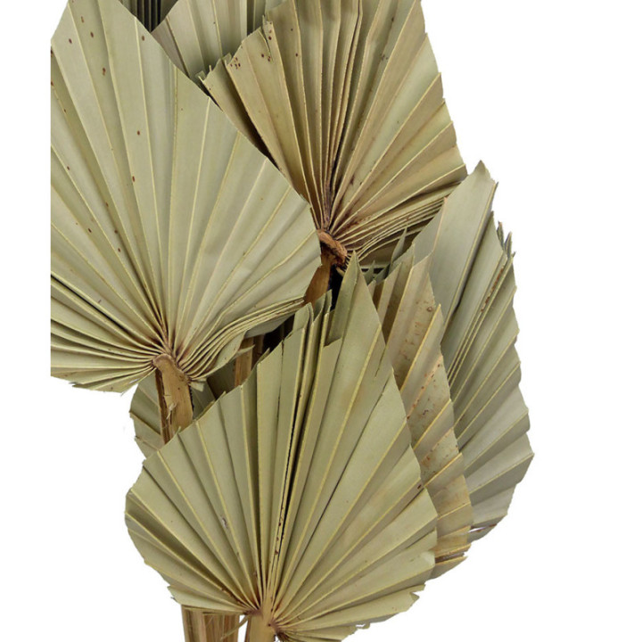 PALMITO SPEAR KING XL 110CM3
