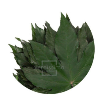 ARALIA PRESERVADO ARA/91001