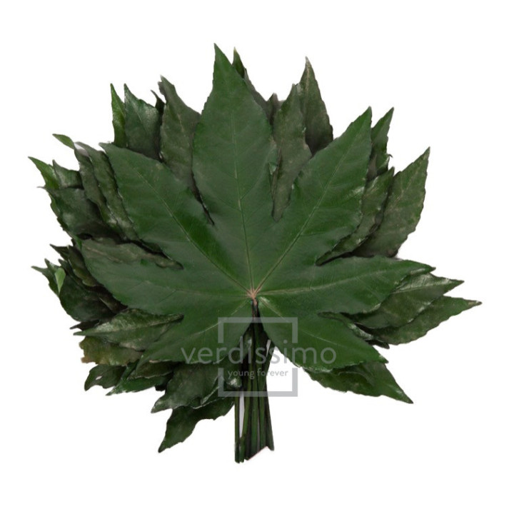 ARALIA PRESERVADO ARA/91002