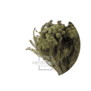 BRUNIA ALBIFLORA PRESERVADA BRU/91031