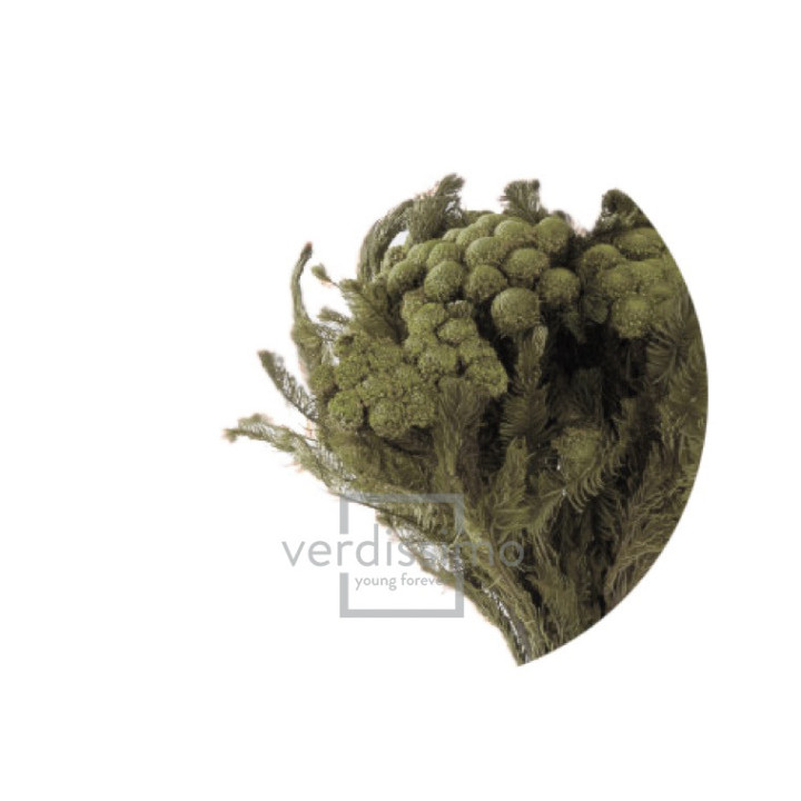 BRUNIA ALBIFLORA PRESERVADA BRU/91031