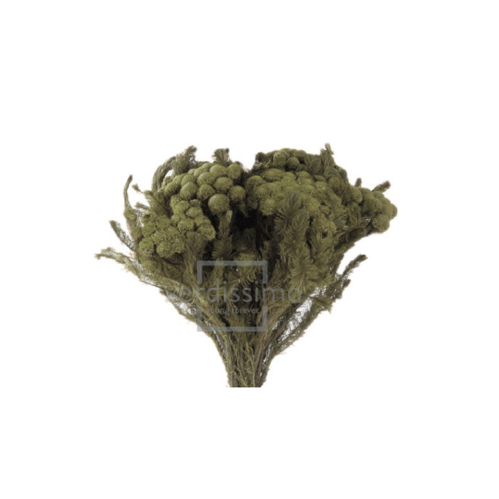BRUNIA ALBIFLORA PRESERVADA BRU/91032