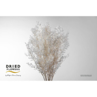 DRIED RUSCUS FINO PRESERVADO BLANCO1