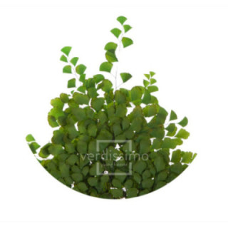 HELECHO BRILLIANT PRESERVADO FBR/91031