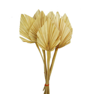 PALMITO SECO SPEAR BLANCO 45CM1