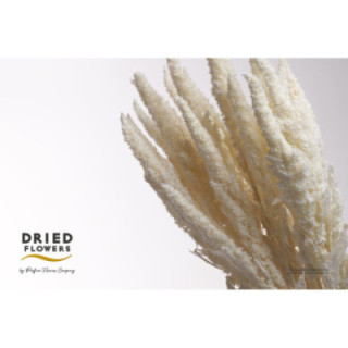 DRIED AMARANTHUS PRESERVADO BLANCO1