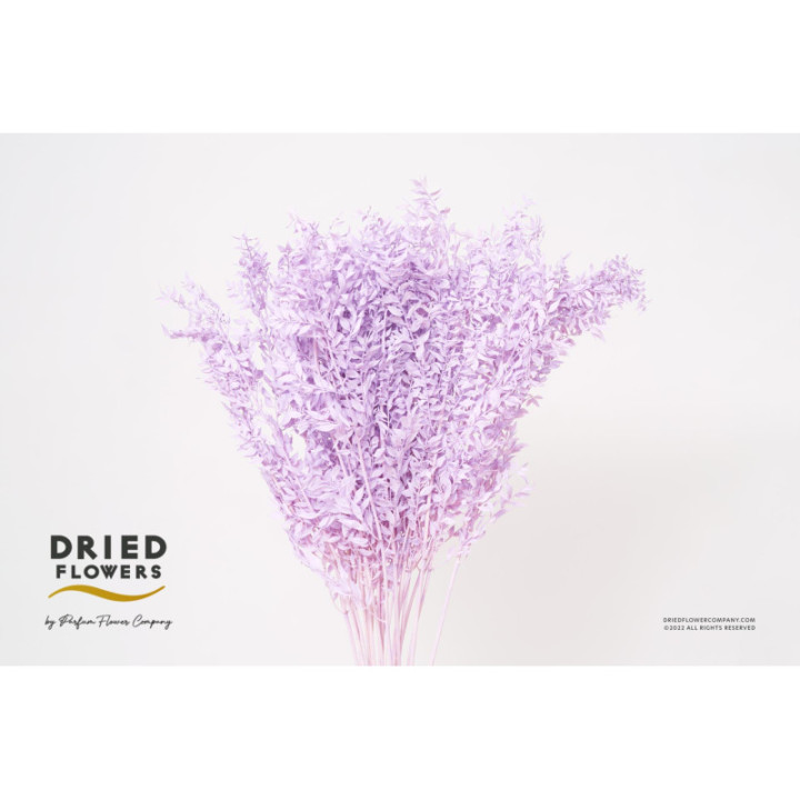 DRIED RUSCUS FINO PRESERVADO MILKA1