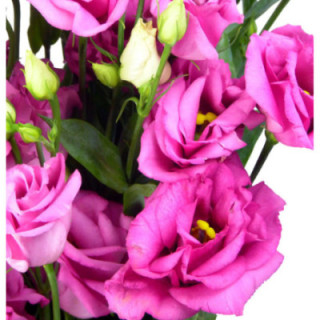 LISIANTHUS ROSITA ROSE 701