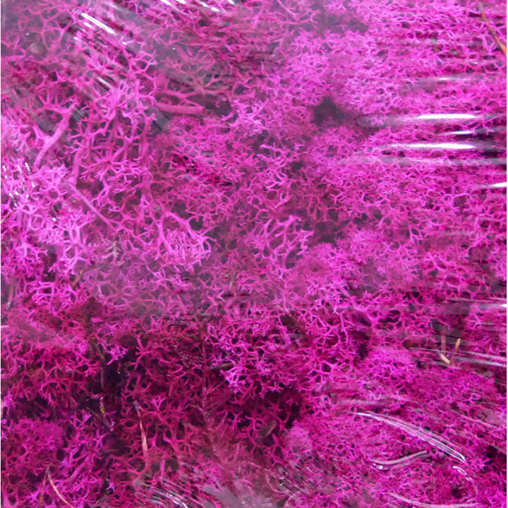 MUSGO PRESERVADO POLAR FUCHSIA2
