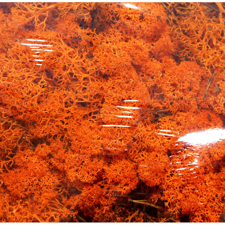 MUSGO PRESERVADO POLAR ORANGE2