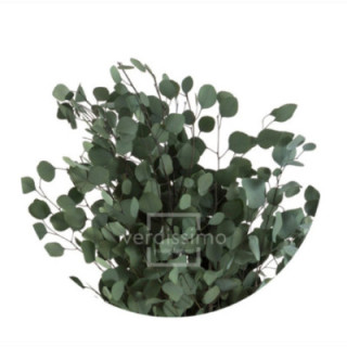EUCALIPTUS POPULUS PRESERVADO POP/01041