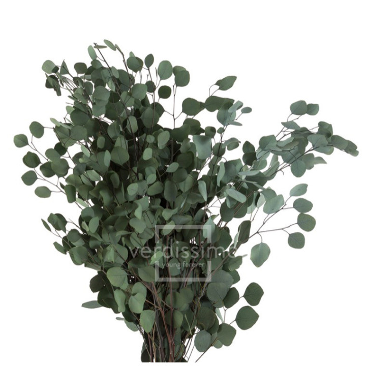 EUCALIPTUS POPULUS PRESERVADO POP/01042