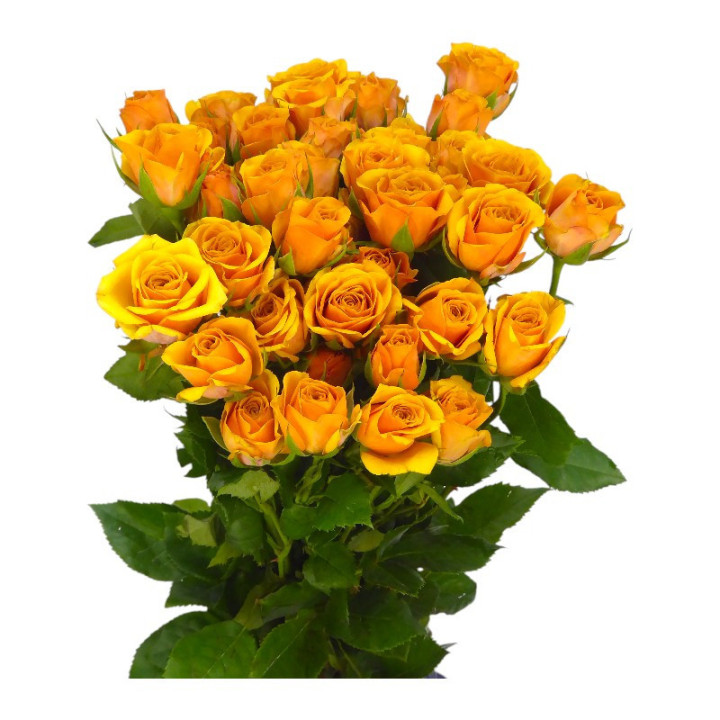 RS RAMIFICADA SAFFRON SMILE 702